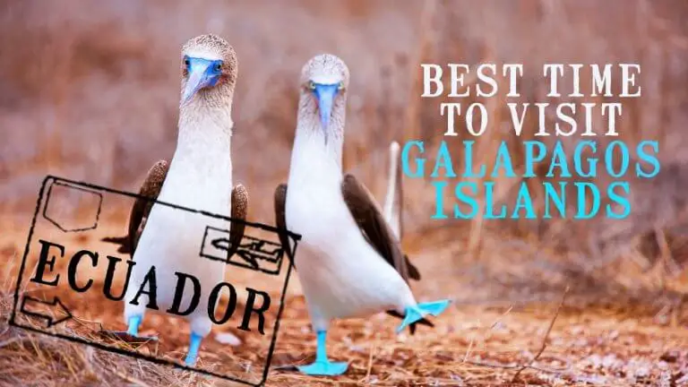 Blue footed boobies mating dance representing Best-Time-of-year-to-visit-the-Galapagos-Islands