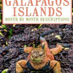 Best Time to Visit Galapagos