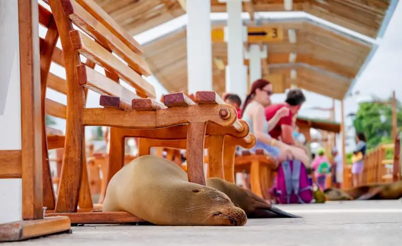 Galapagos Islands visit to see fur seals year round
