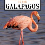 GALAPAGOS ISLANDS ACTIVITIES