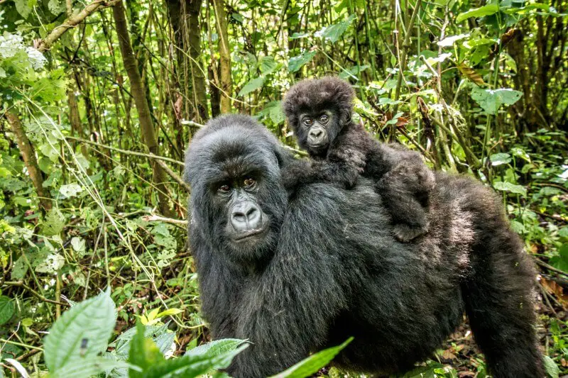 Mountain gorilla mother and baby Uganda