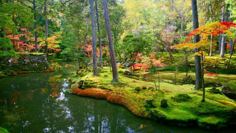 Moss Temple Kyoto