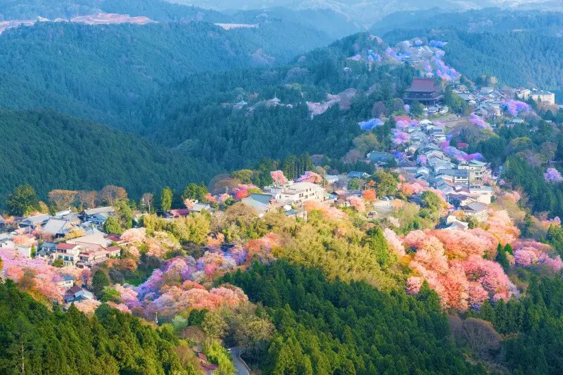 Yoshino mountain cherry blossoms