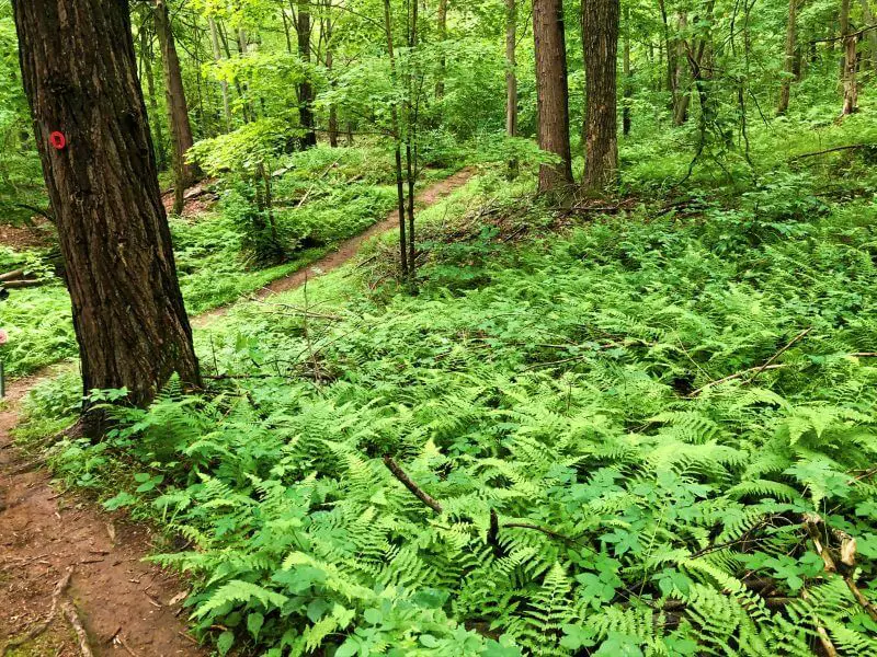 Hike the Shaupeneak Ridge Trail 12 fern grove on red trail Shaupeneak Ridge