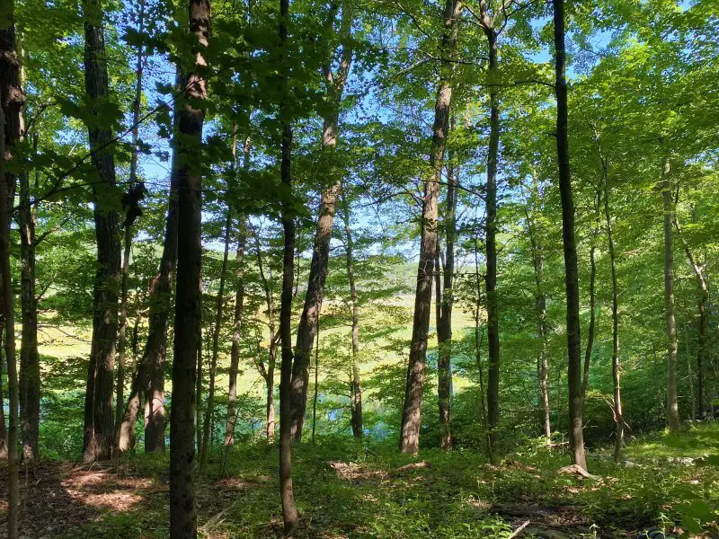 Hike the Shaupeneak Ridge Trail 23 glimpe of Louise Pond through trees near start of Blue Trail Shaupeneak Ridge