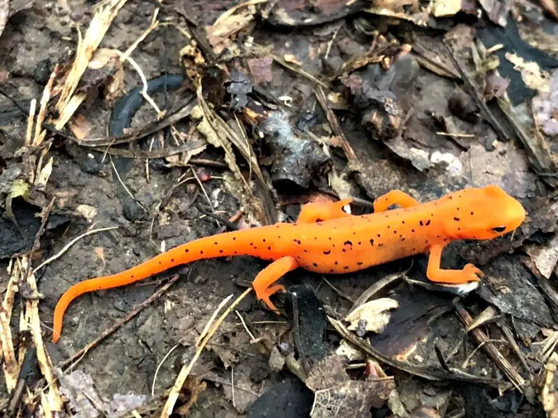 Hike the Shaupeneak Ridge Trail 5 Eastern Spotted Newt salamander on Shaupeneak Ridge trail