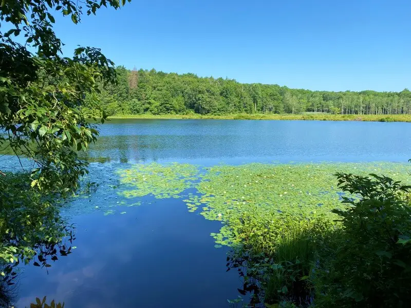 Hike the Shaupeneak Ridge Trail 28 view of Louisa Pond from kayak launch Blue Trail Shaupeneak Ridge