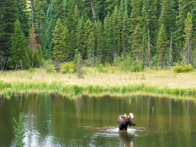 The 10 Best Hikes in Grand Teton National Park 9 Moose Pond Grand Teton national Park