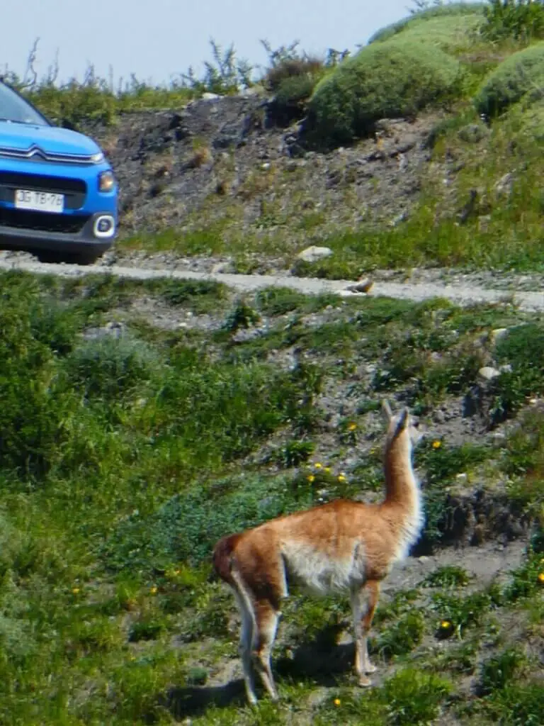 how to get a rental car for cheap